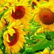 Girasoles Girasoles