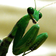 Mantis religiosa
