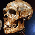 Cráneo de Neandertal