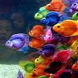 Peces de colores
