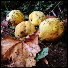 Membrillos (bodegón de Mercedes Gallardo)