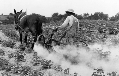 Plantación algodonera en Alabama