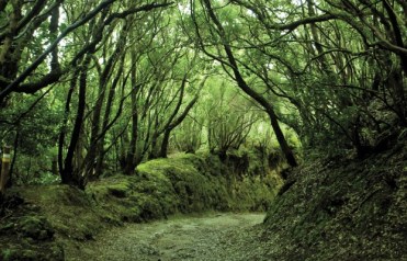 Un rincón del parque de Anaga